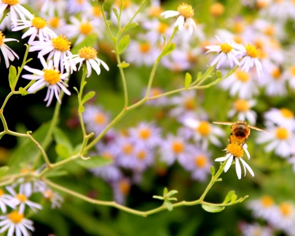 庭園の花とミツバチ
