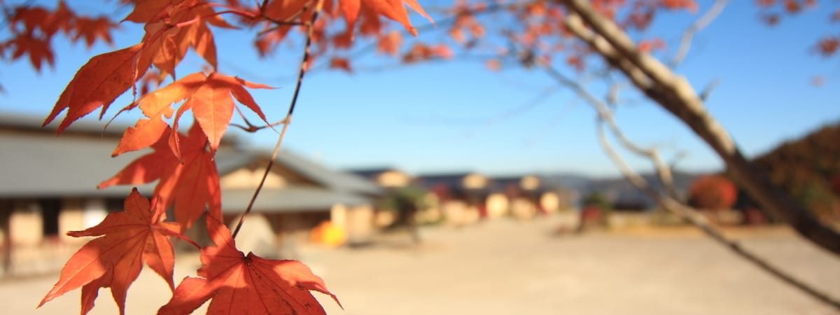 紅葉