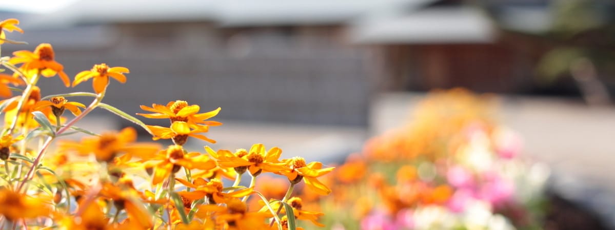 庭園内花壇