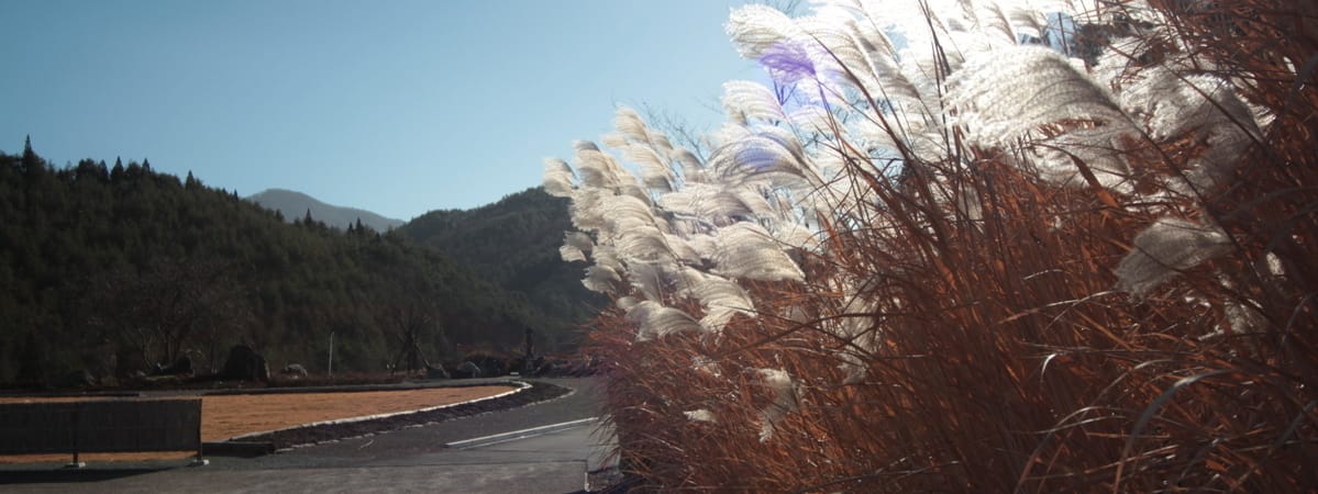 芒