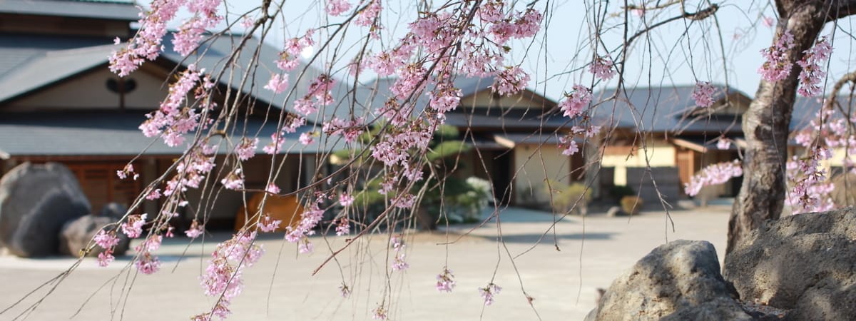 宿泊棟外観と桜