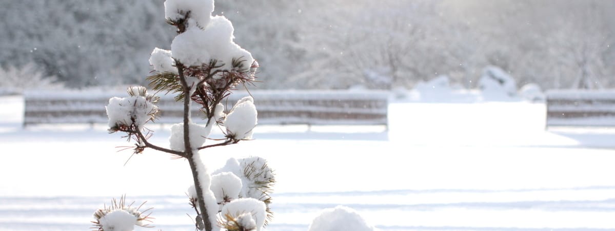或る雪の朝